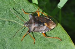 Pentatoma rufipes